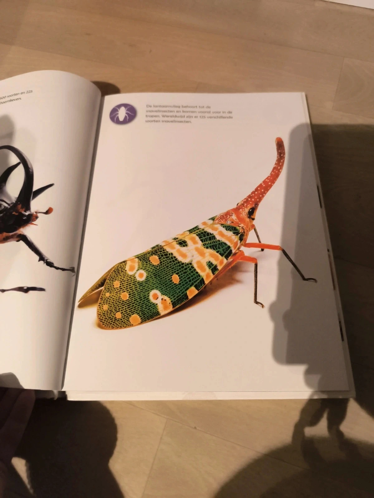Puzzle ook insecten – photo 5